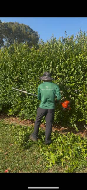 Tree & Hedge Trimming
