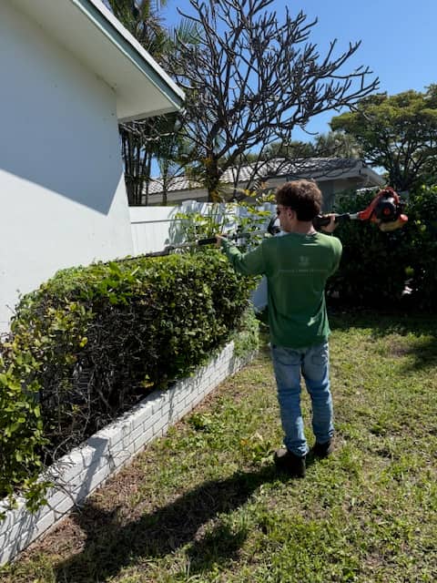 Tree & Hedge Trimming
